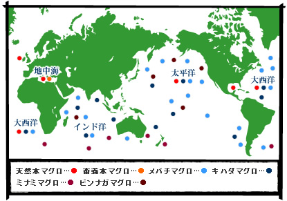 鮪 マグロ 品質へのこだわり 浜北魚源水産株式会社